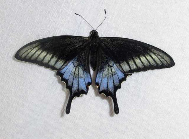 Papilio maackii Artificial Aberration (pupae fridge for about eight months) Aberration 0004a (Internet Image property of respective owner, non-commercial use only)